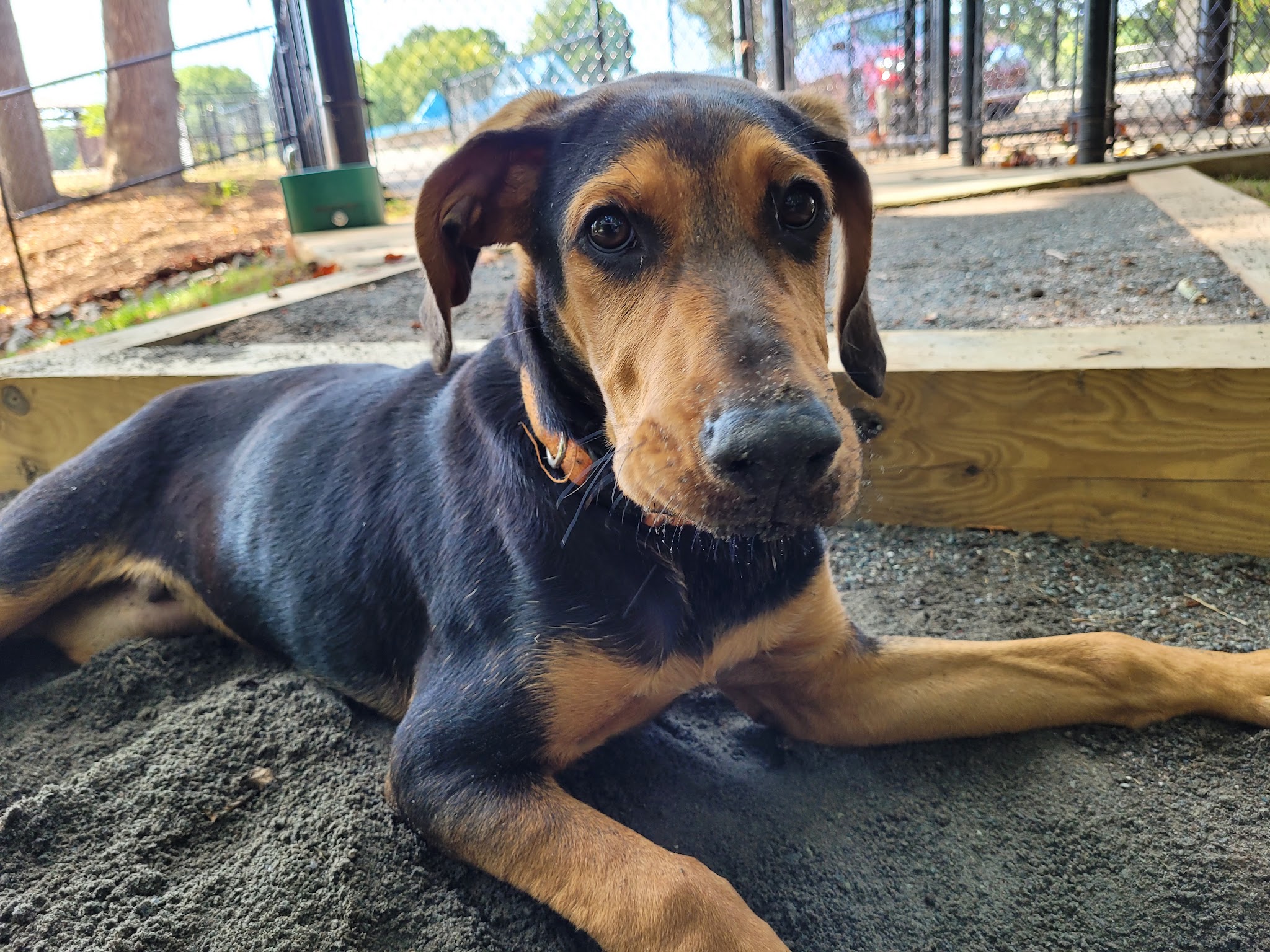 Dog Park - Mocksville, NC