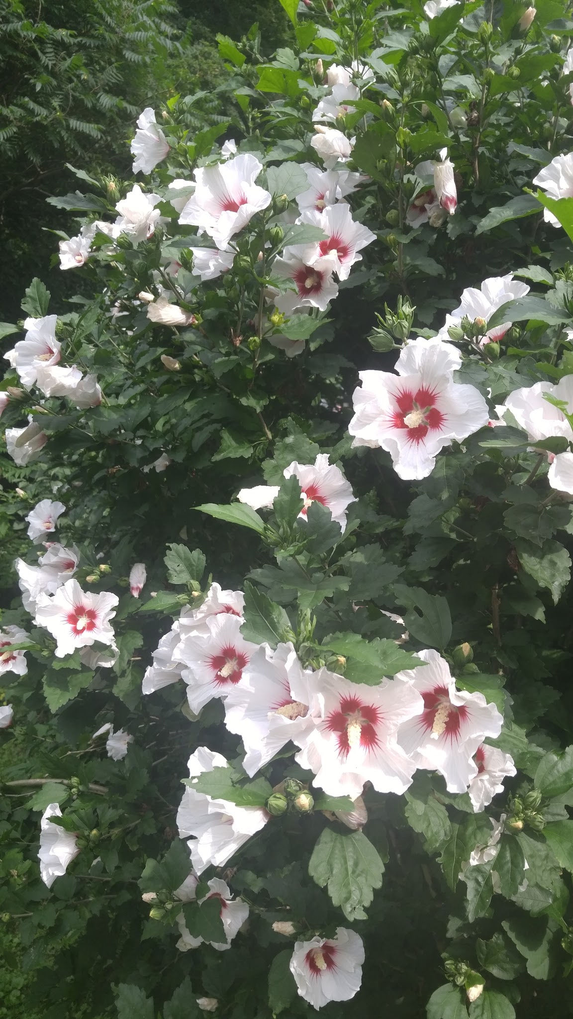 Monaca Ballfield and Park - Monaca, PA