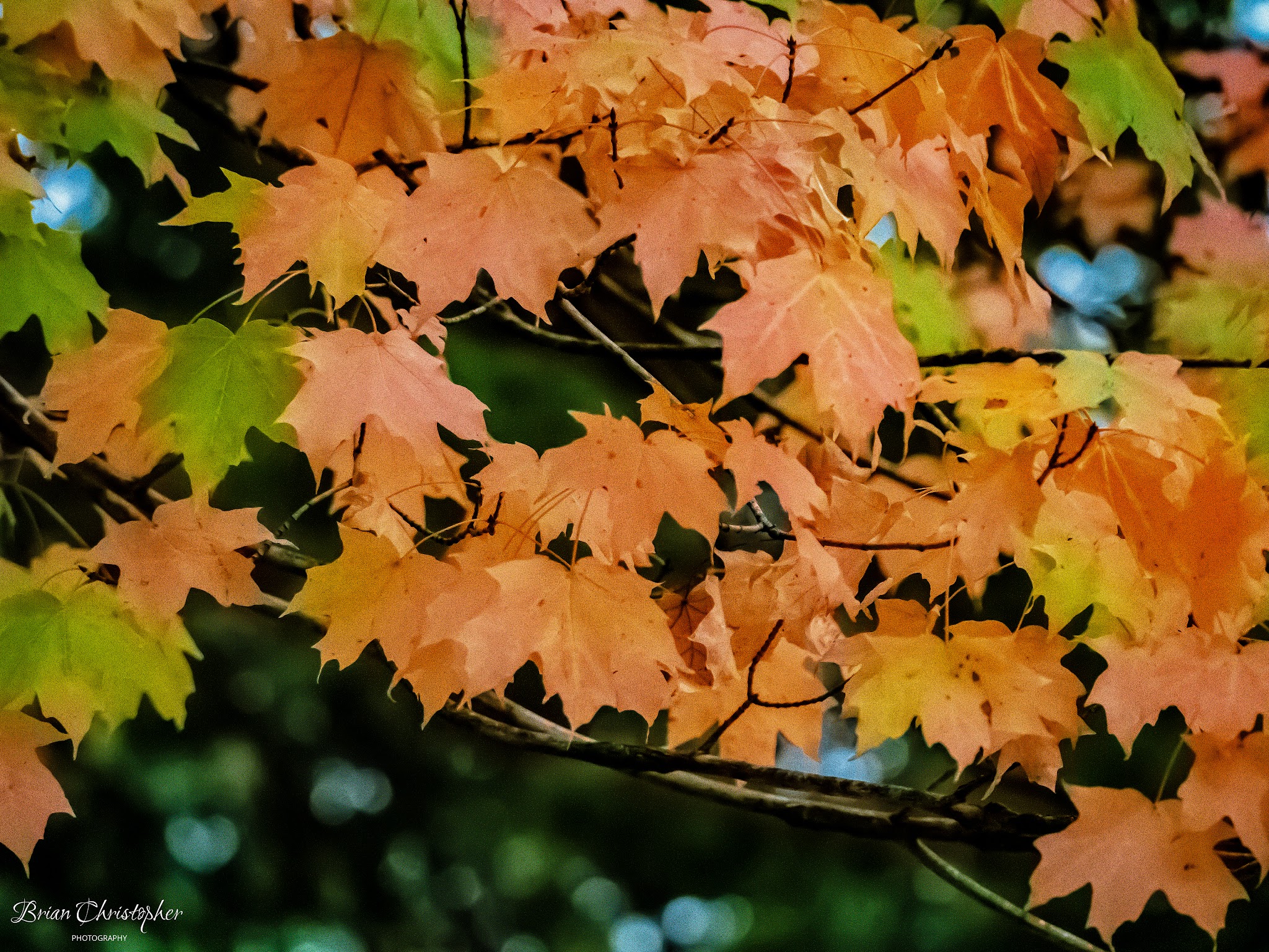 Monessen City Park - Monessen, PA