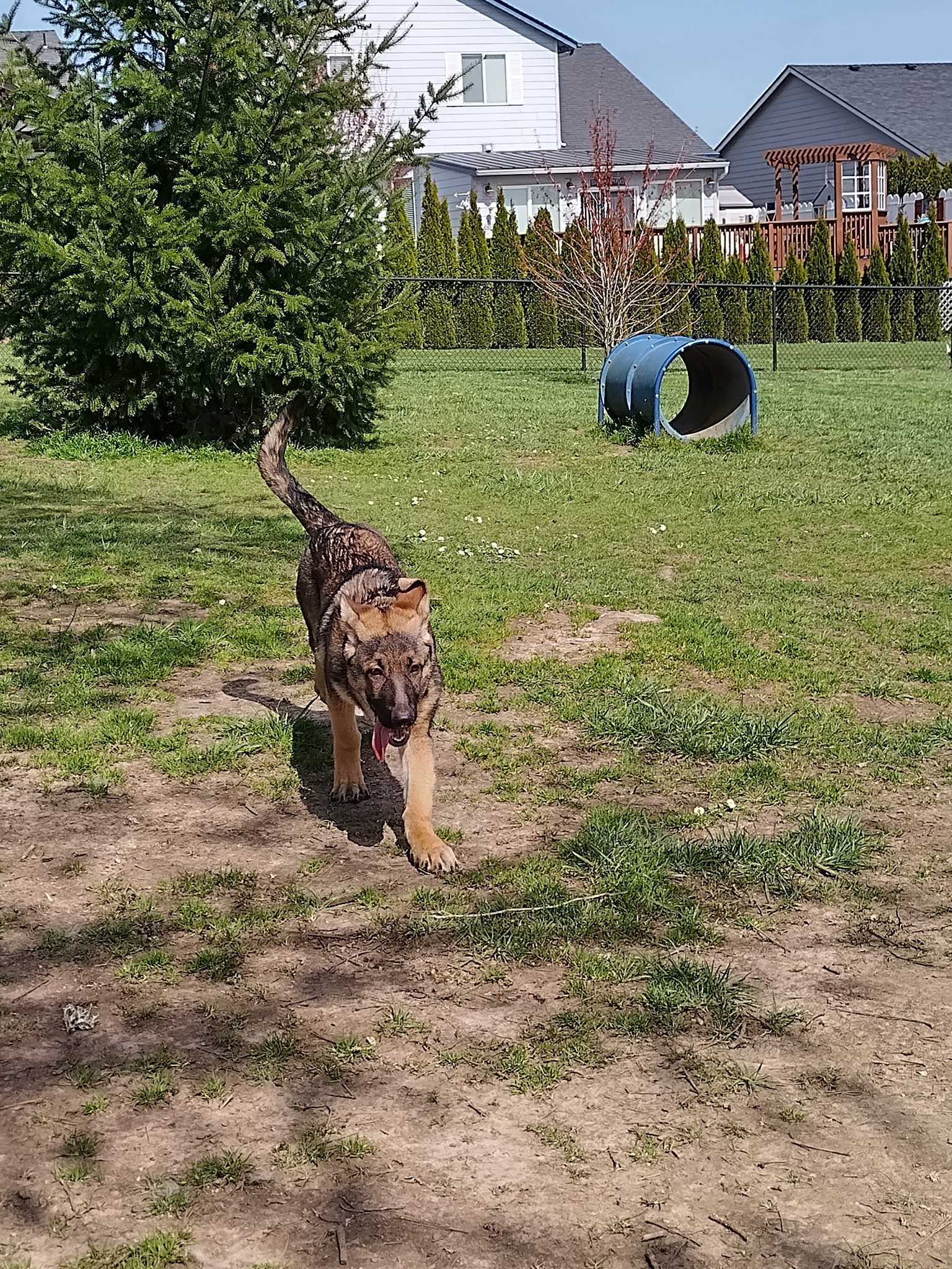 Monmouth Dog Park - Monmouth, OR