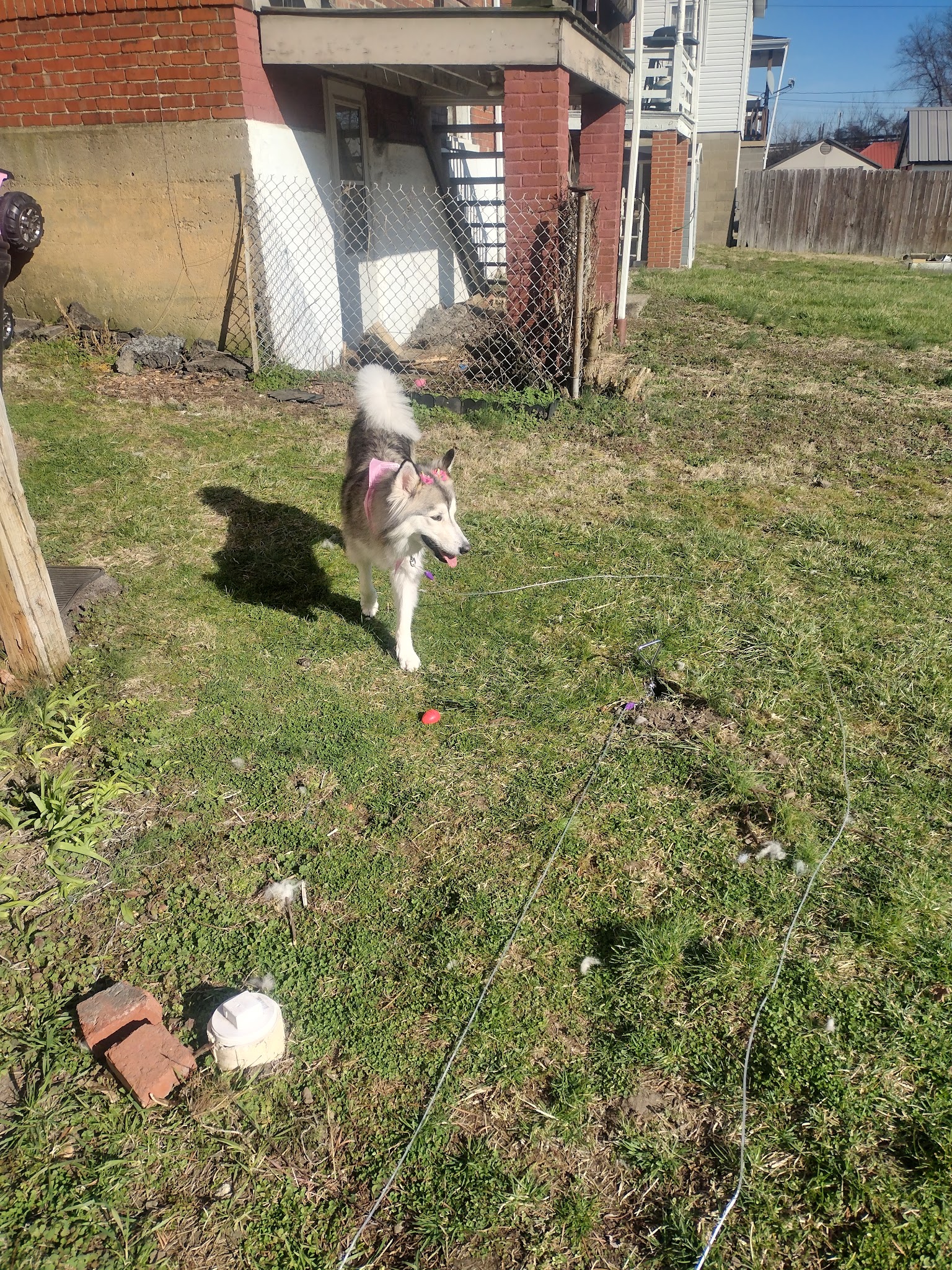 Candelore's Barking Beauties Monongahela - Monongahela, PA