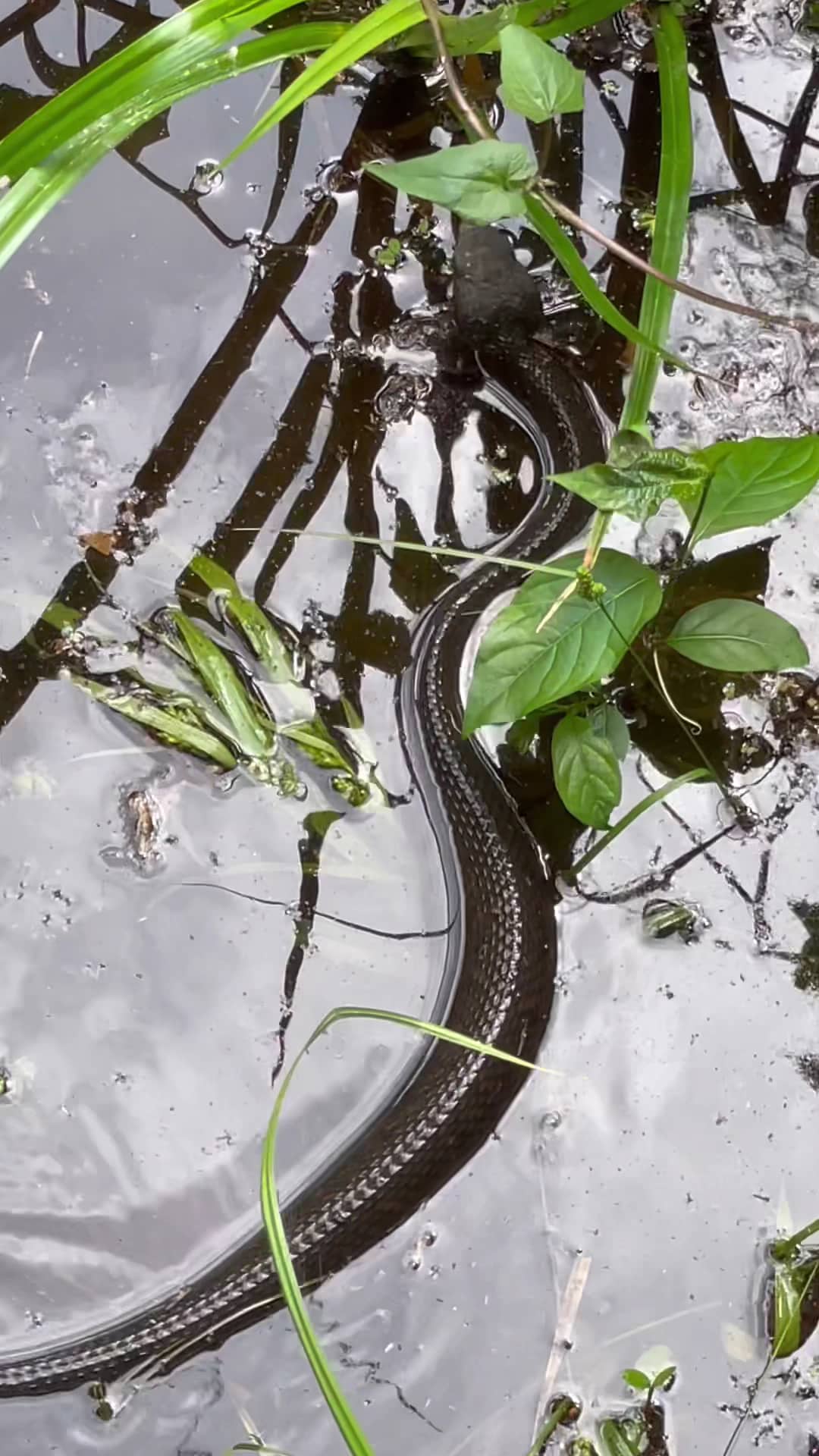 Black Bayou Lake National Wildlife Refuge Visitor Center - Monroe, LA