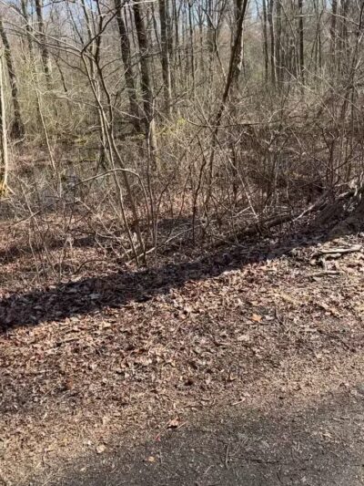 Elephant Swamp Nature Trail - Monroeville, NJ