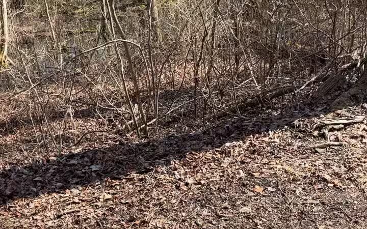 Elephant Swamp Nature Trail - Monroeville, NJ