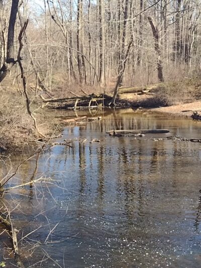 Elephant Swamp Nature Trail - Monroeville, NJ