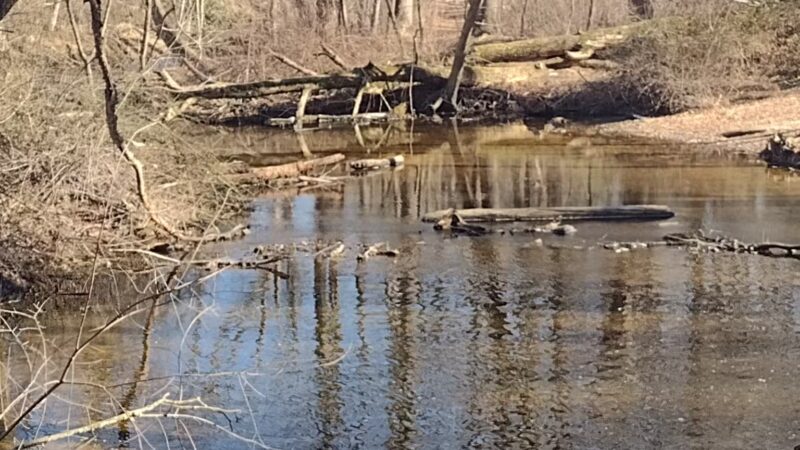 Elephant Swamp Nature Trail - Monroeville, NJ