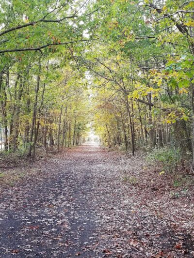 Elephant Swamp Nature Trail - Monroeville, NJ