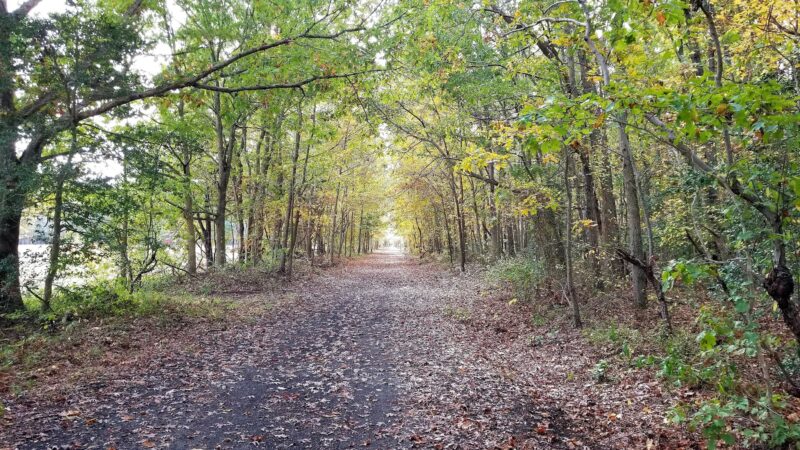 Elephant Swamp Nature Trail - Monroeville, NJ