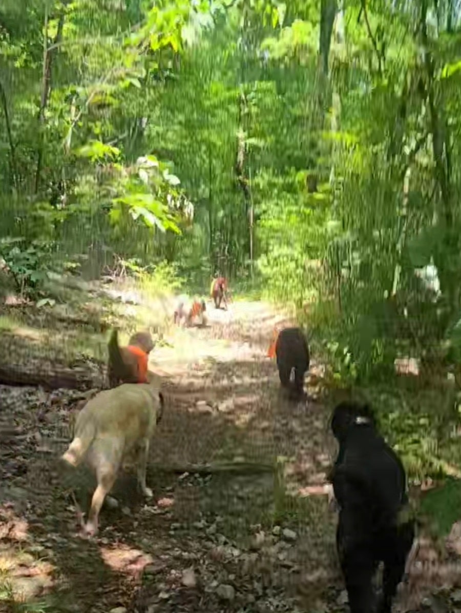 The Lucky Dog's Park - Monson, MA