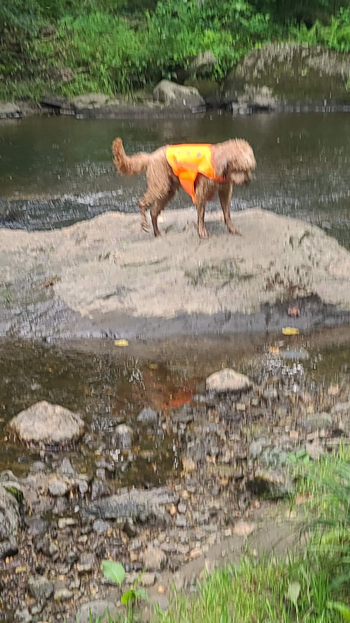 The Lucky Dog's Park - Monson, MA