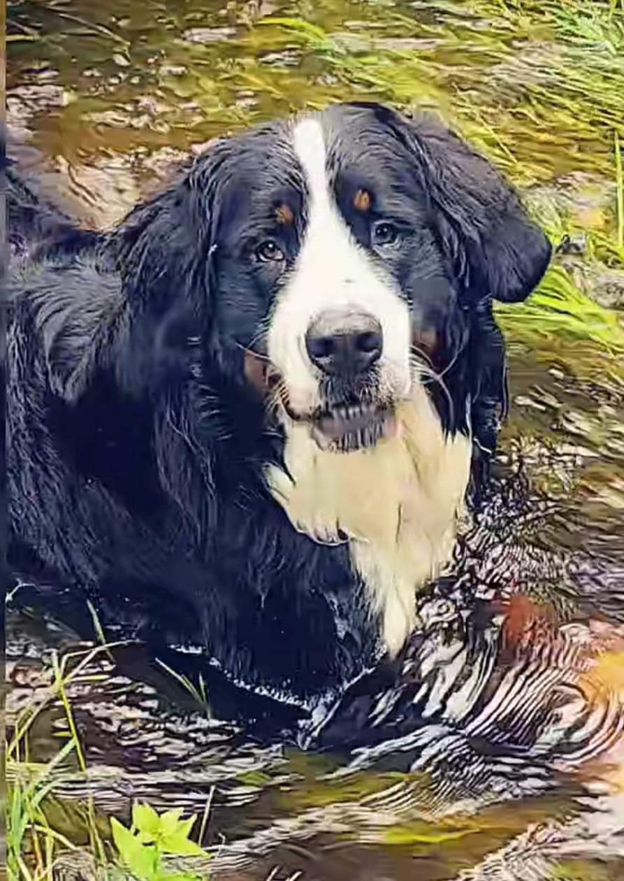 The Lucky Dog's Park - Monson, MA