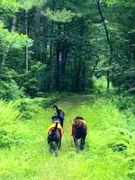 The Lucky Dog's Park - Monson, MA