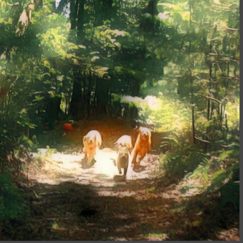 The Lucky Dog's Park - Monson, MA