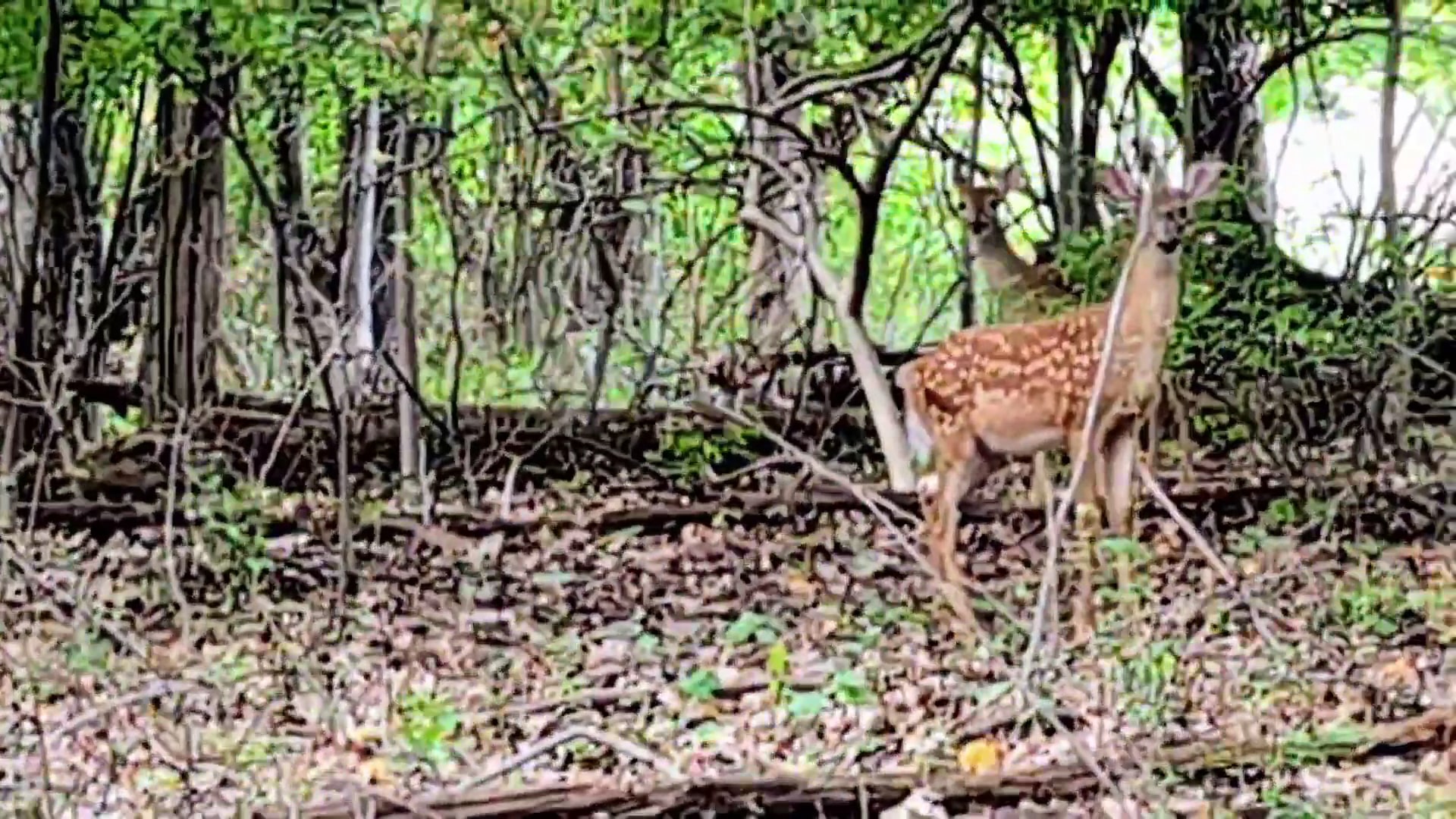 Alonzo F Bonsal Wildlife Preserve - Montclair, NJ