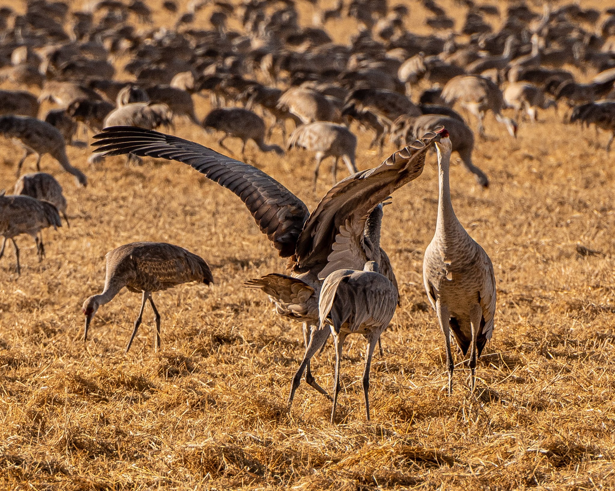 Monte Vista National Wildlife Refuge - Monte Vista, CO