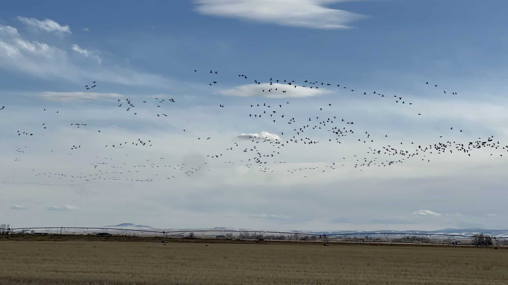 Monte Vista National Wildlife Refuge - Monte Vista, CO