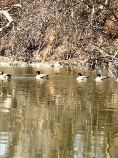 Montgomery Pleasure Ground Park - Montgomery, NY