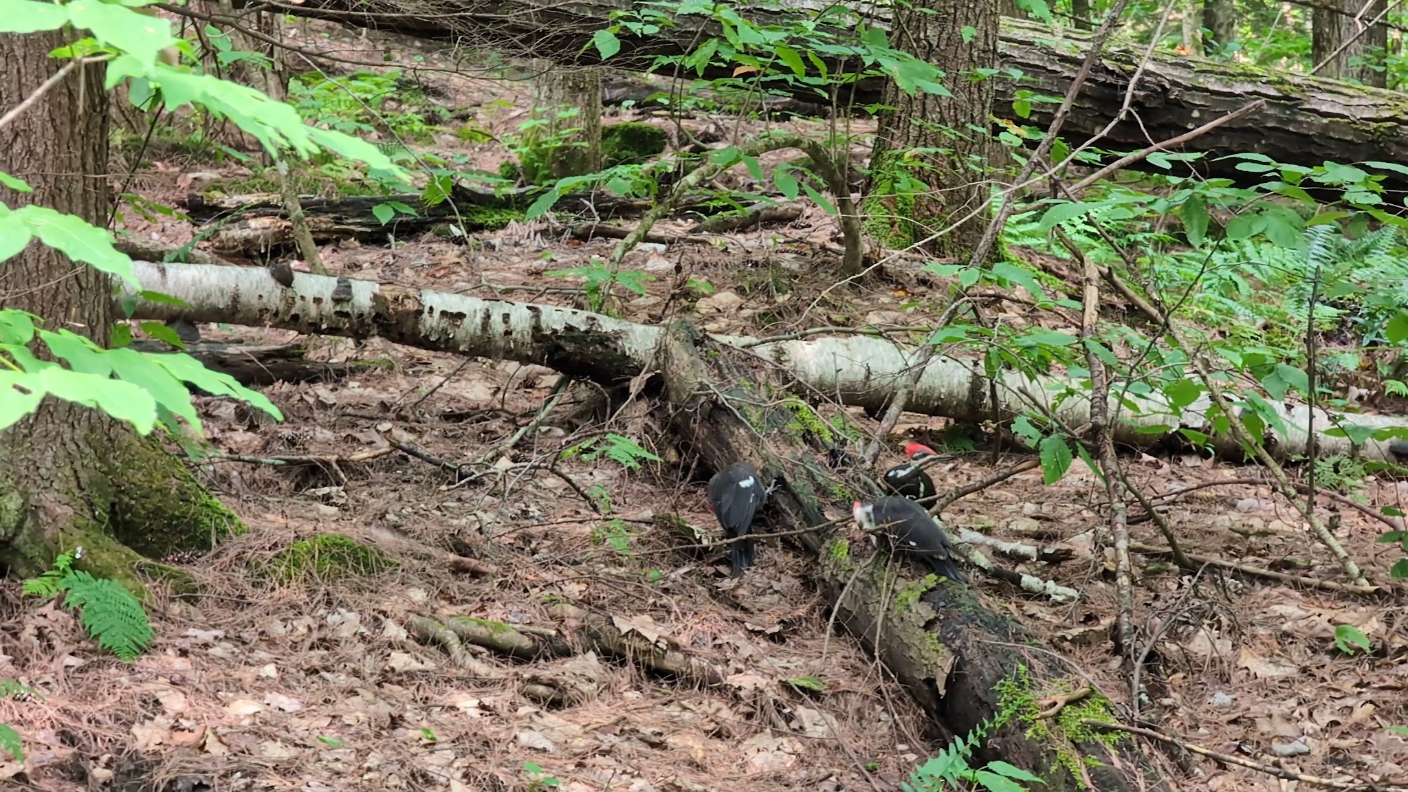 Hubbard Park - Montpelier, VT
