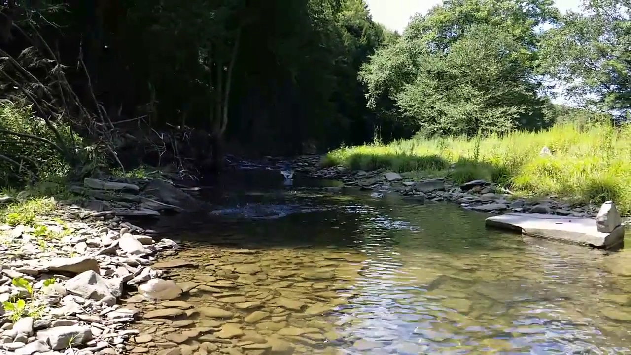 Salt Springs State Park - Montrose, PA