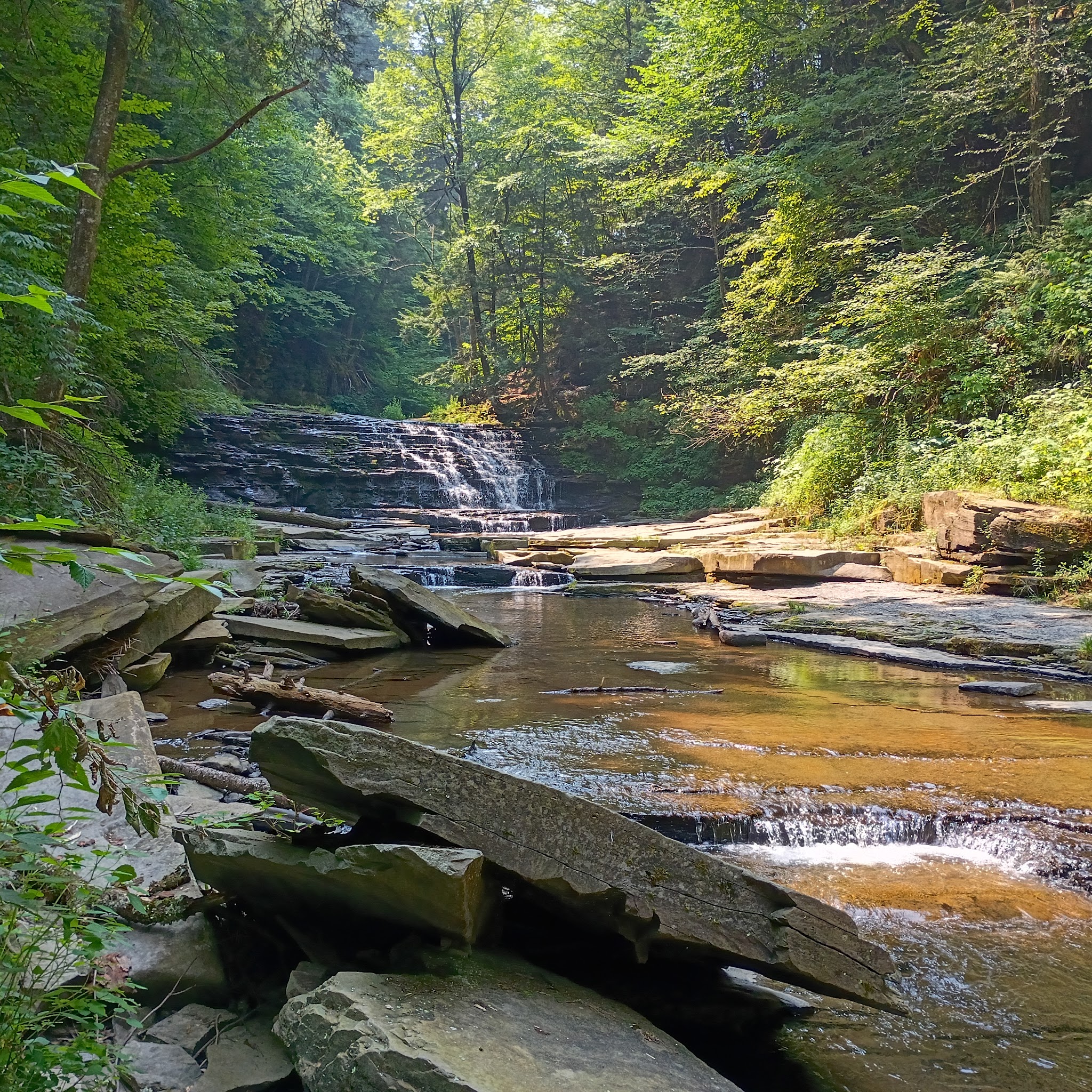 Salt Springs State Park - Montrose, PA