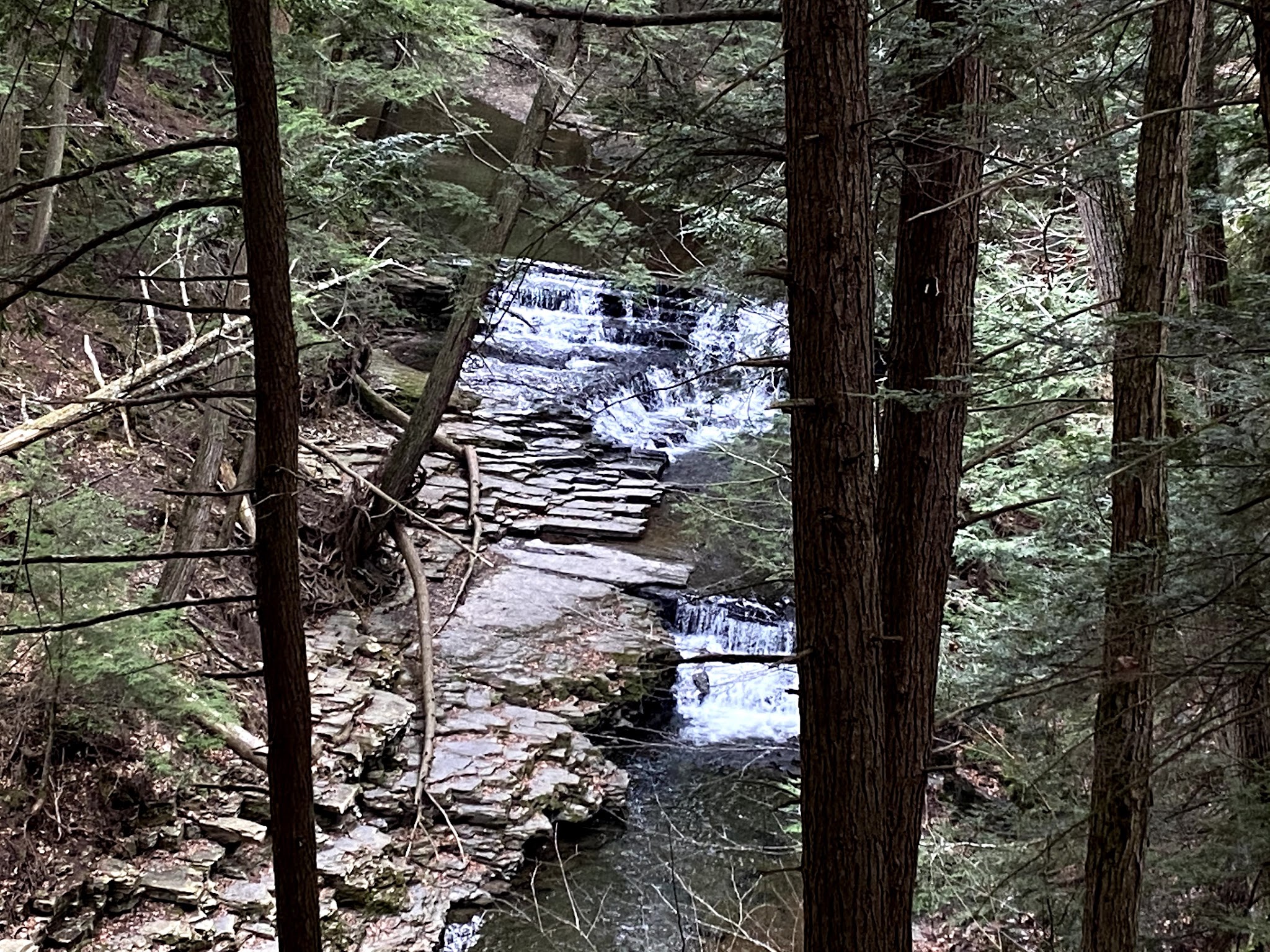 Salt Springs State Park - Montrose, PA