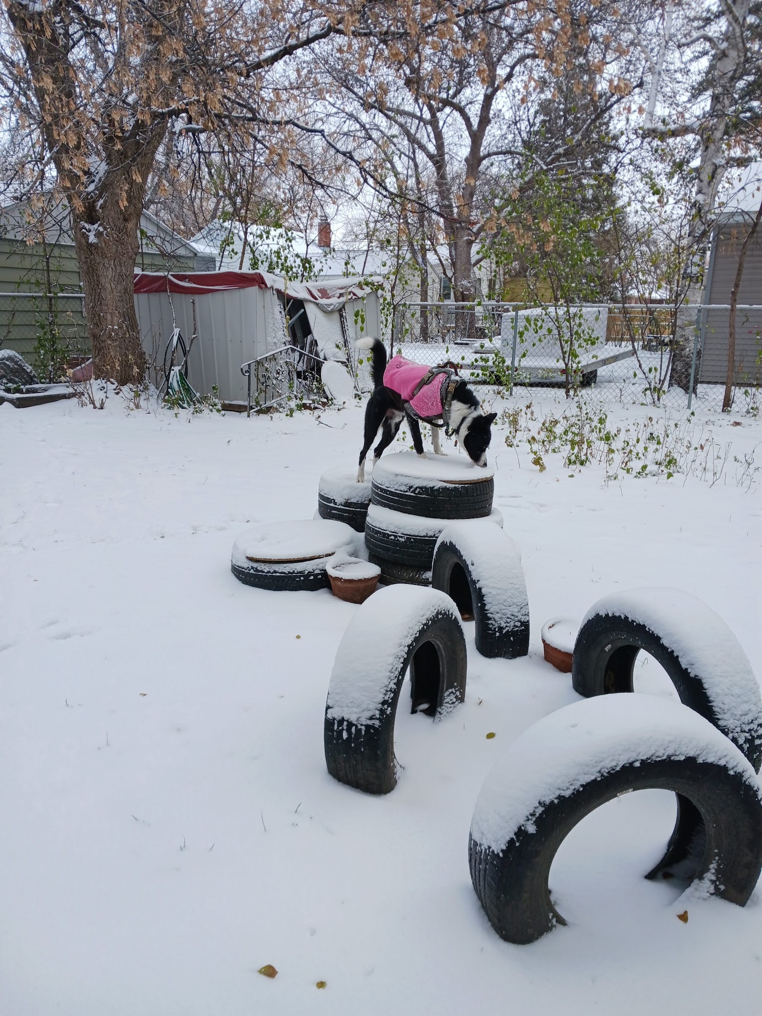 Nemo & Lux's dog park - Moorhead, MN
