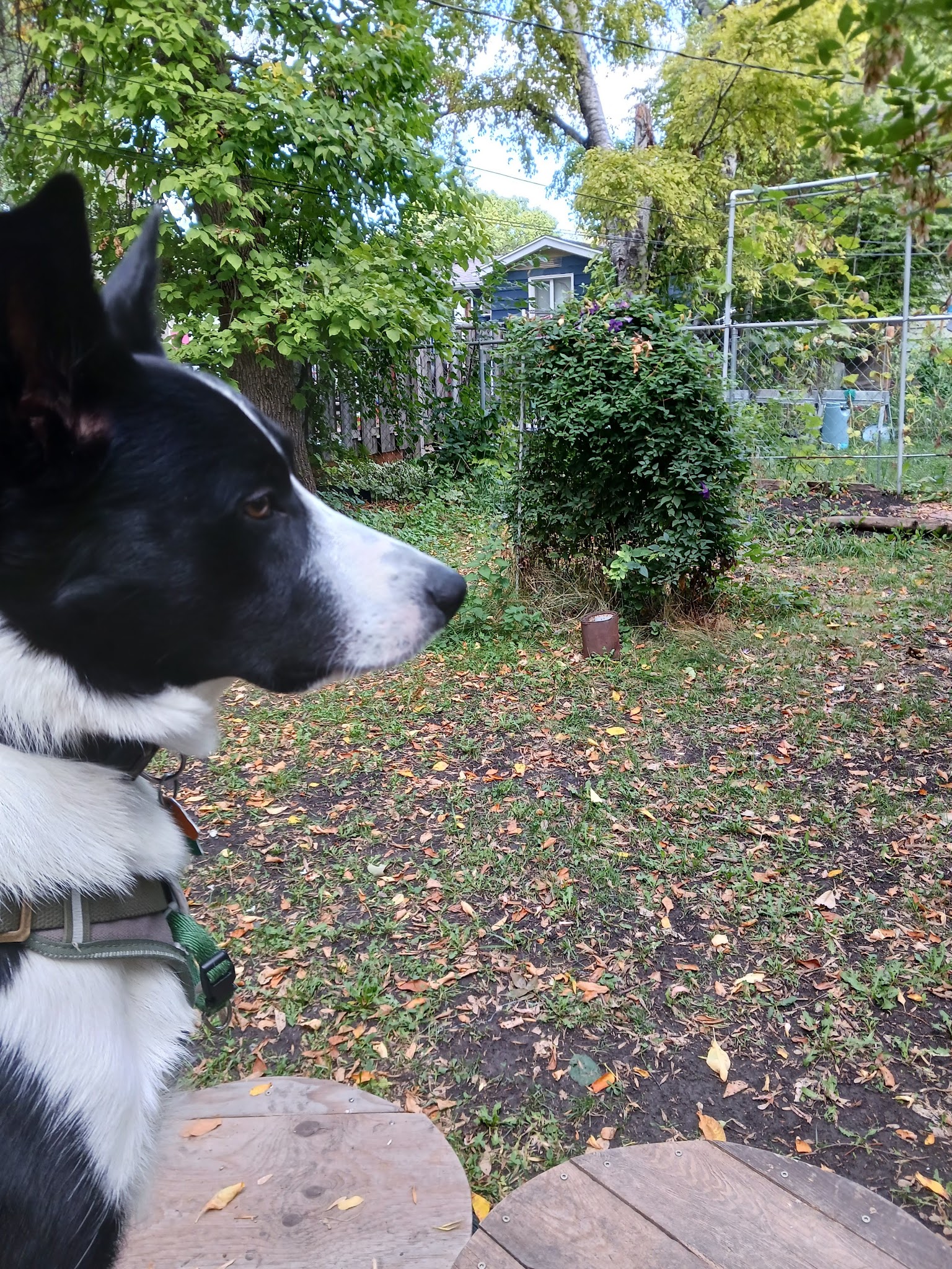 Nemo & Lux's dog park - Moorhead, MN