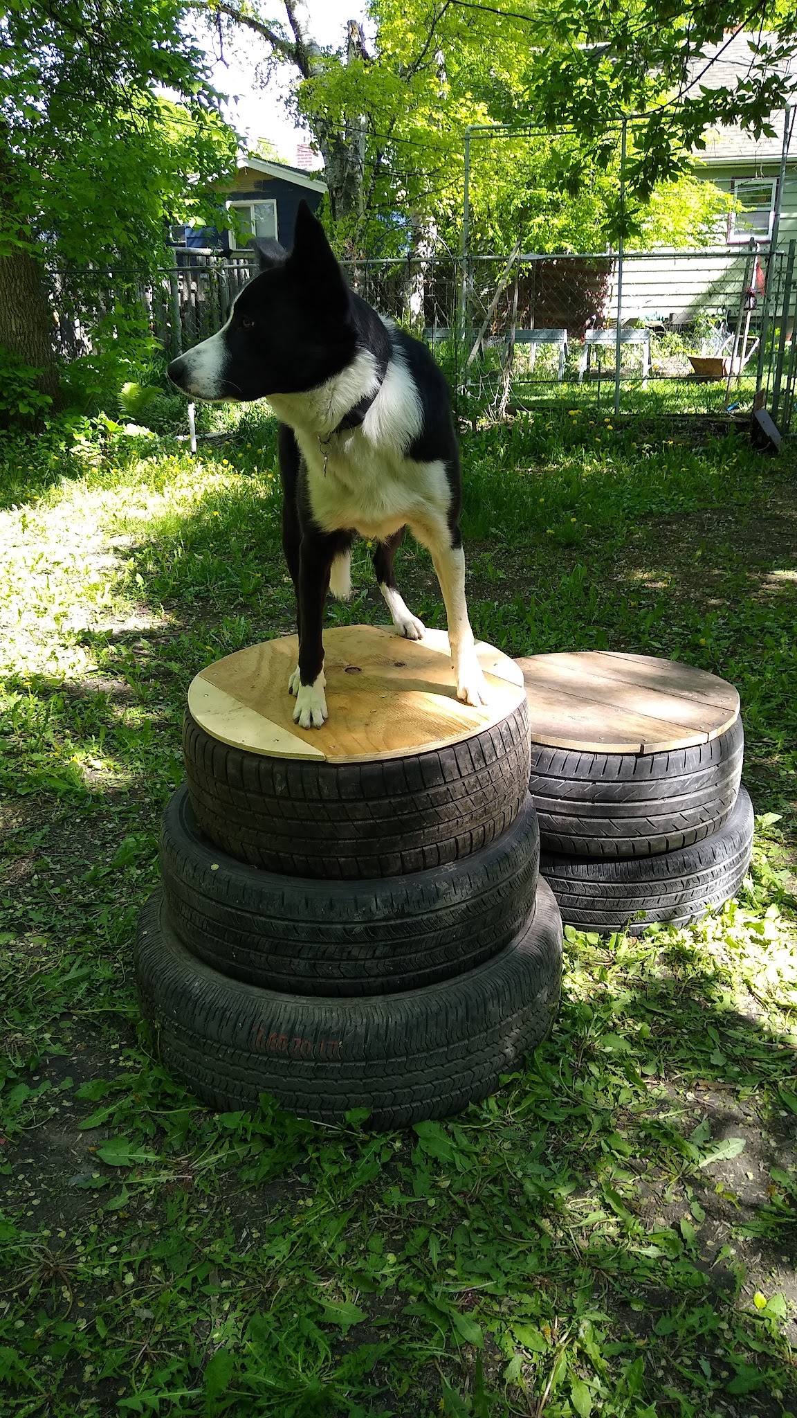 Nemo & Lux's dog park - Moorhead, MN