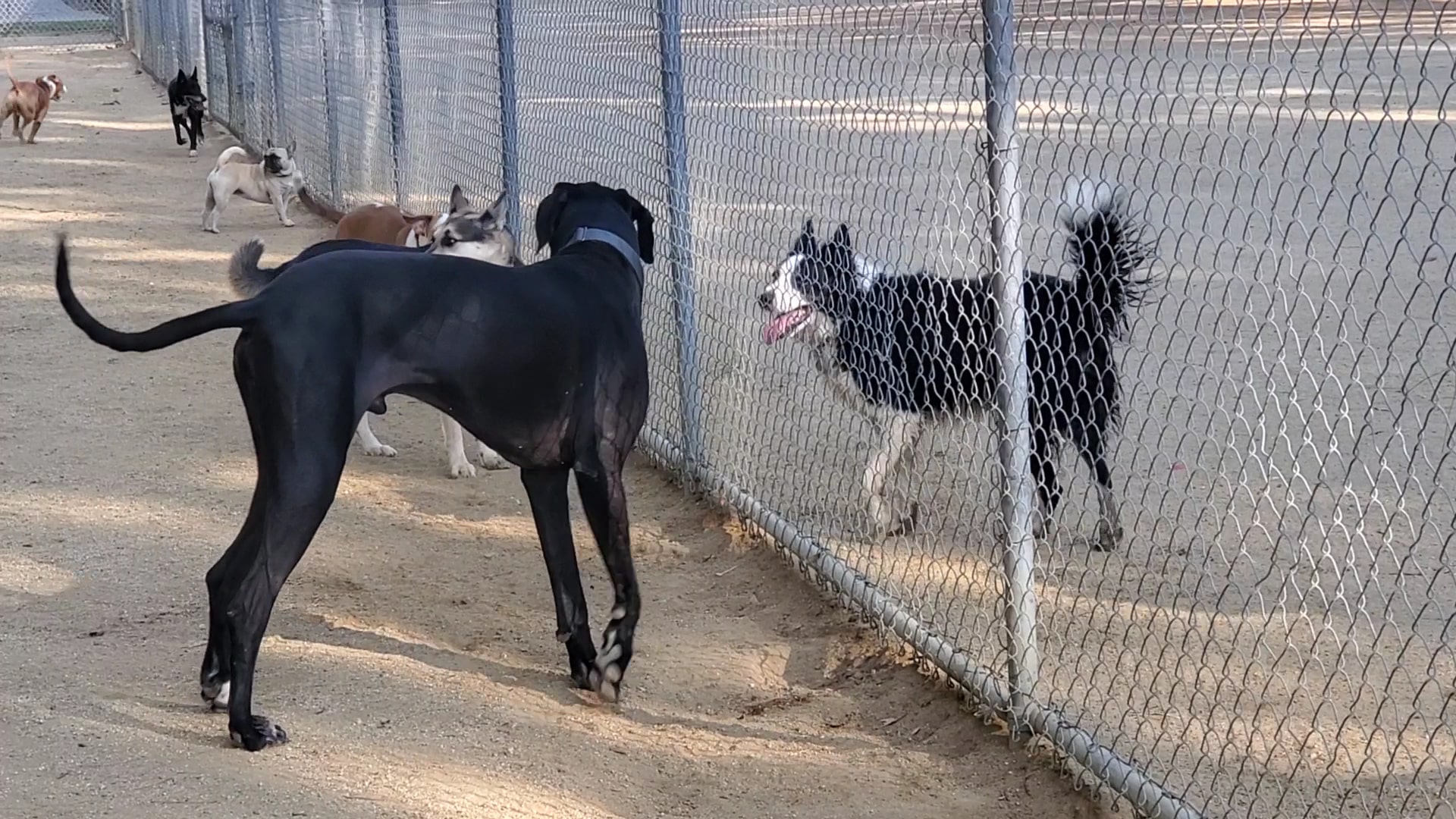 College View Dog Park - Moorpark, CA