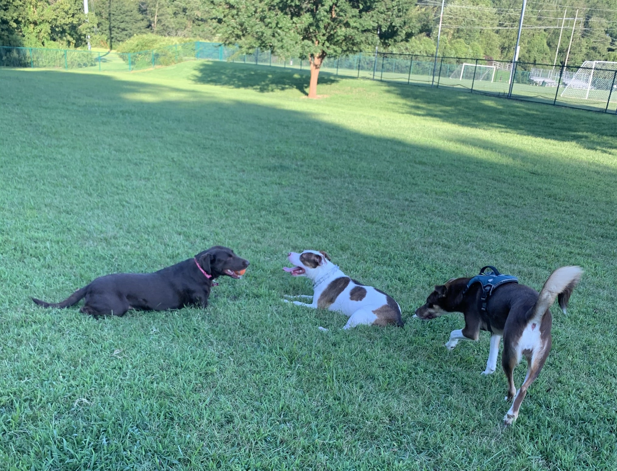 Catawba River K-9 Korral Dog Park - Morganton, NC