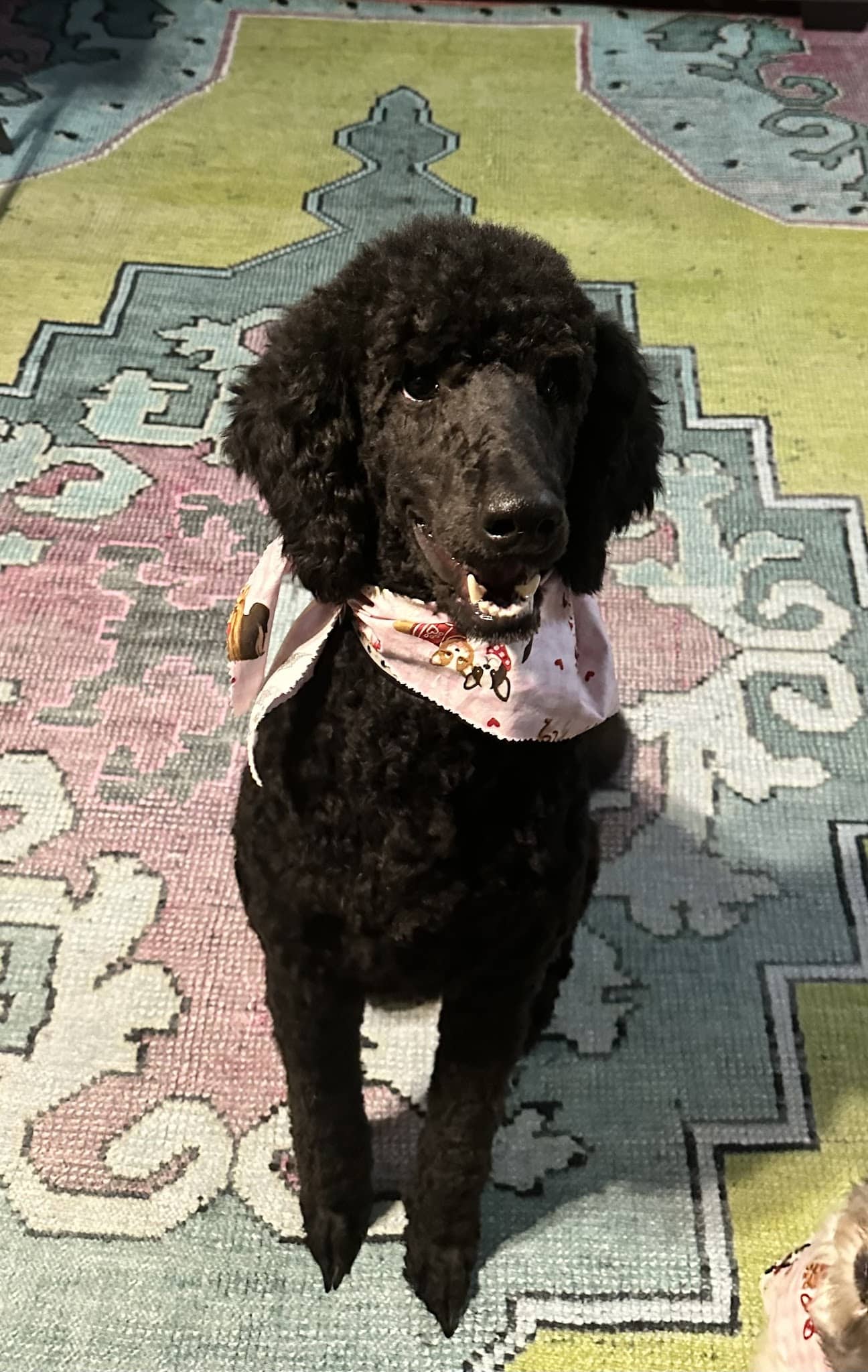 All Dogged Out Dog Grooming and supply - Morris, AL