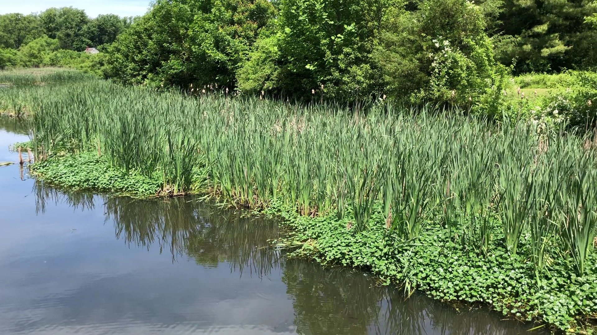 Kitchell Pond - Morristown, NJ