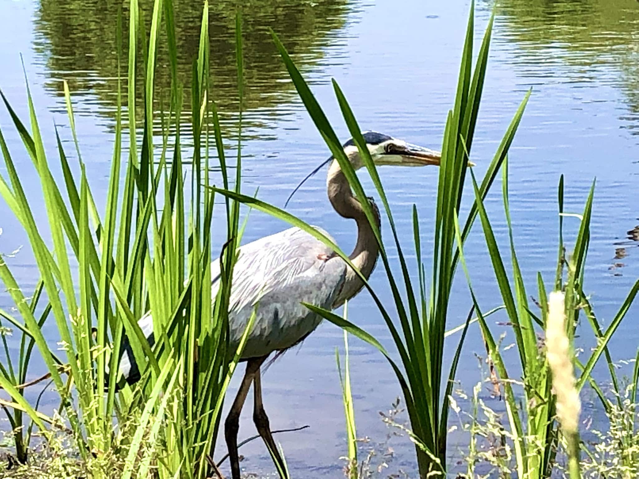 Kitchell Pond - Morristown, NJ