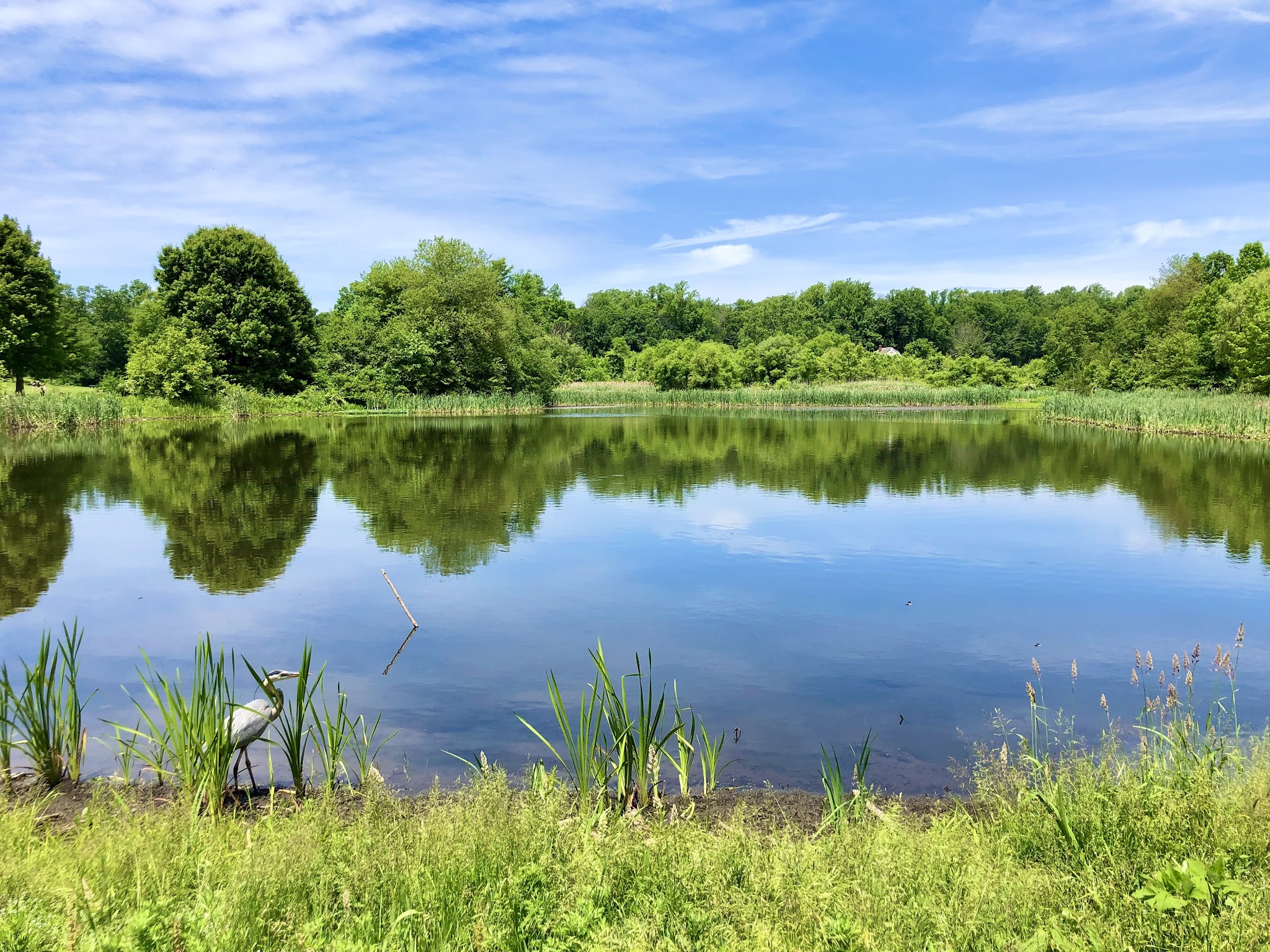 Kitchell Pond - Morristown, NJ
