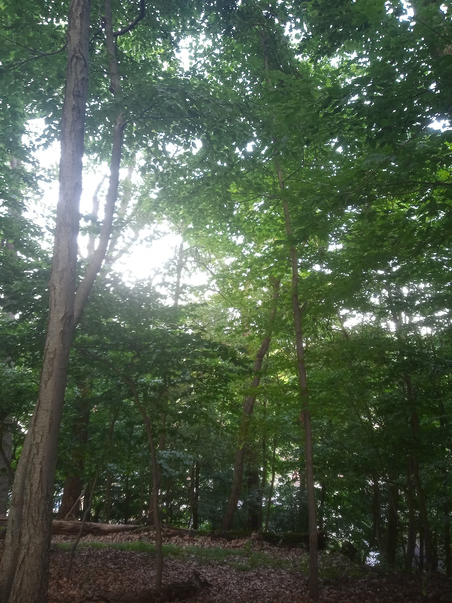 Kleitman Woods Park - Morristown, NJ