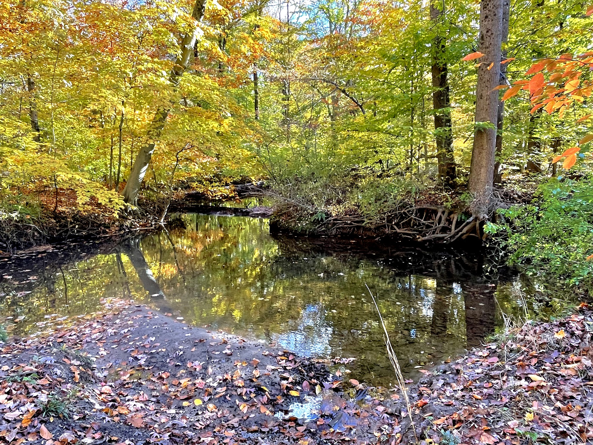 Loantaka Brook Reservation - Morristown, NJ