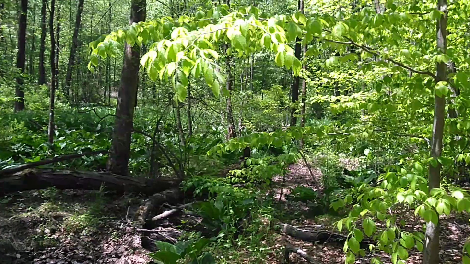 Loantaka Brook Reservation - Morristown, NJ