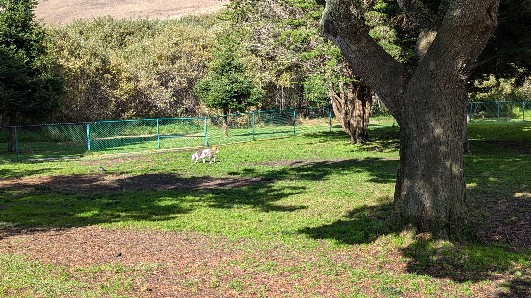Jody Giannini Family Dog Park - Morro Bay, CA