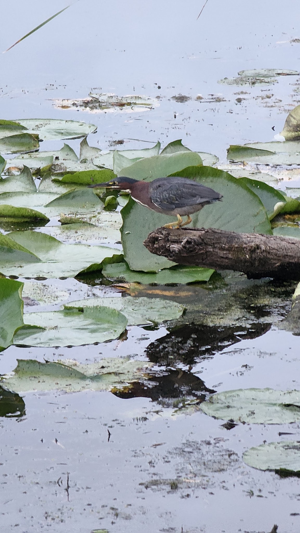 Dakota Rail Trail Parking - Mound, MN