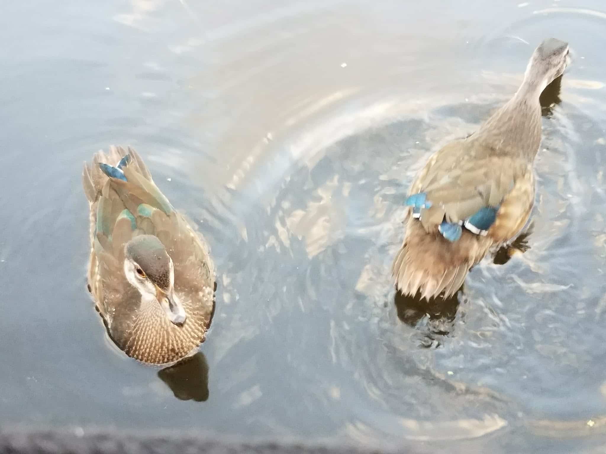 Dakota Rail Trail Parking - Mound, MN