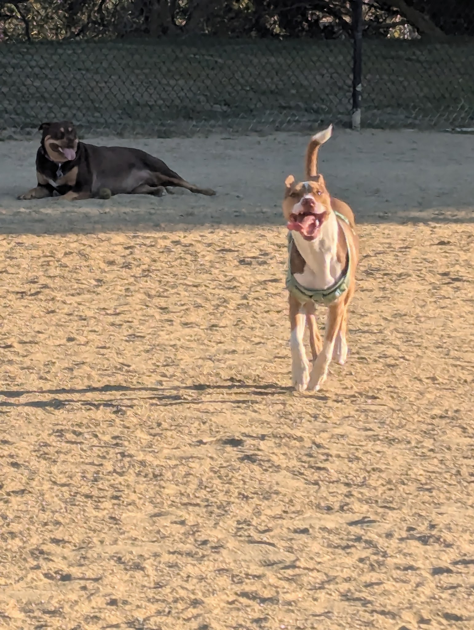 City of Mountain View Dog Park - Mountain View, CA