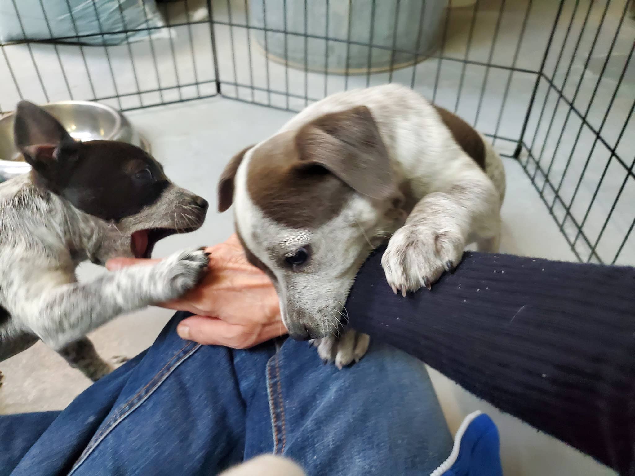 Mountainair Animal Control Shelter - Mountainair, NM