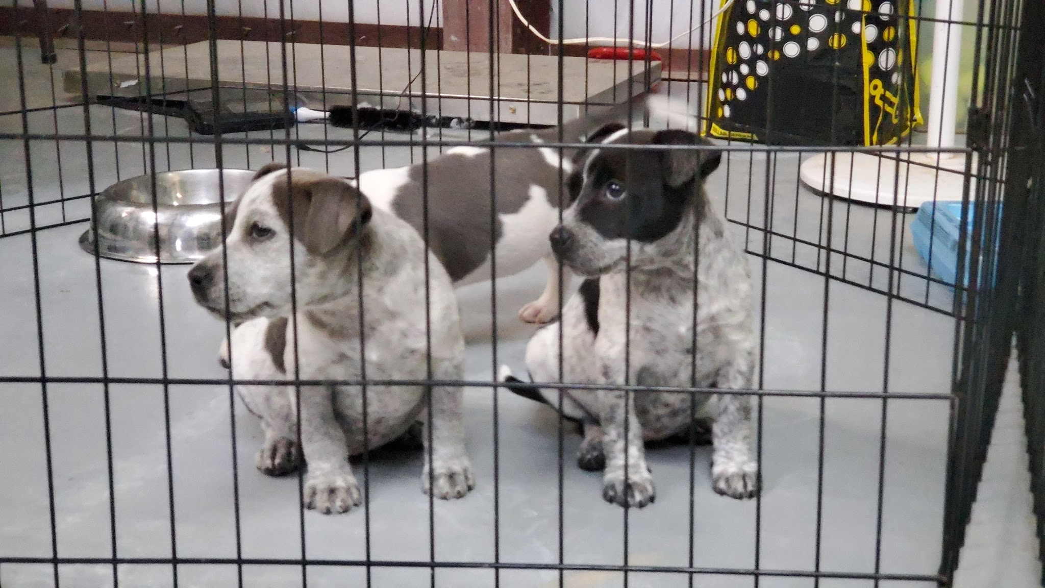 Mountainair Animal Control Shelter - Mountainair, NM