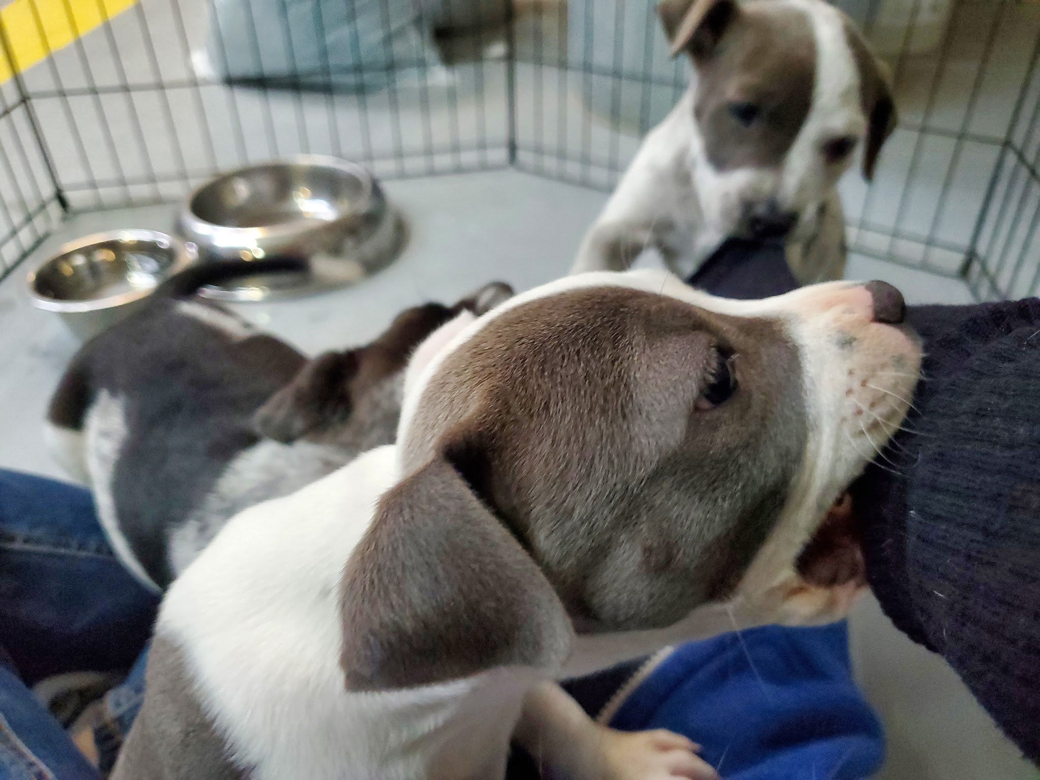 Mountainair Animal Control Shelter - Mountainair, NM