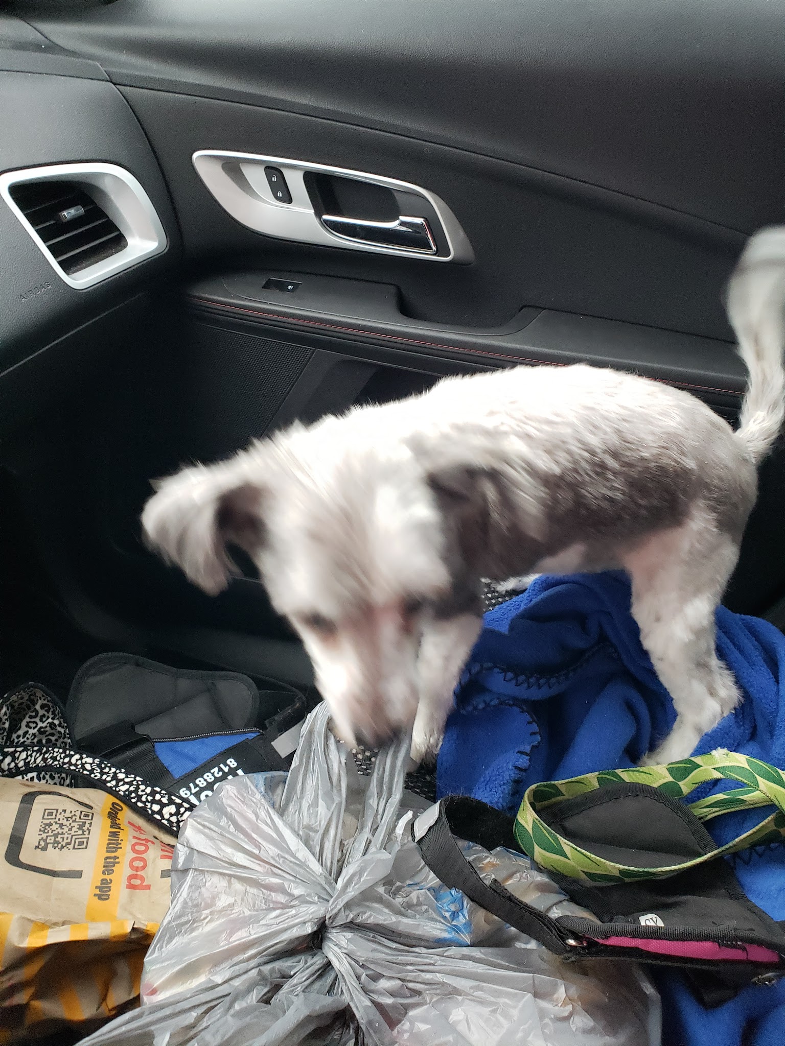 Mt Carmel Animal Hotel & Spa - Mt Carmel, IL