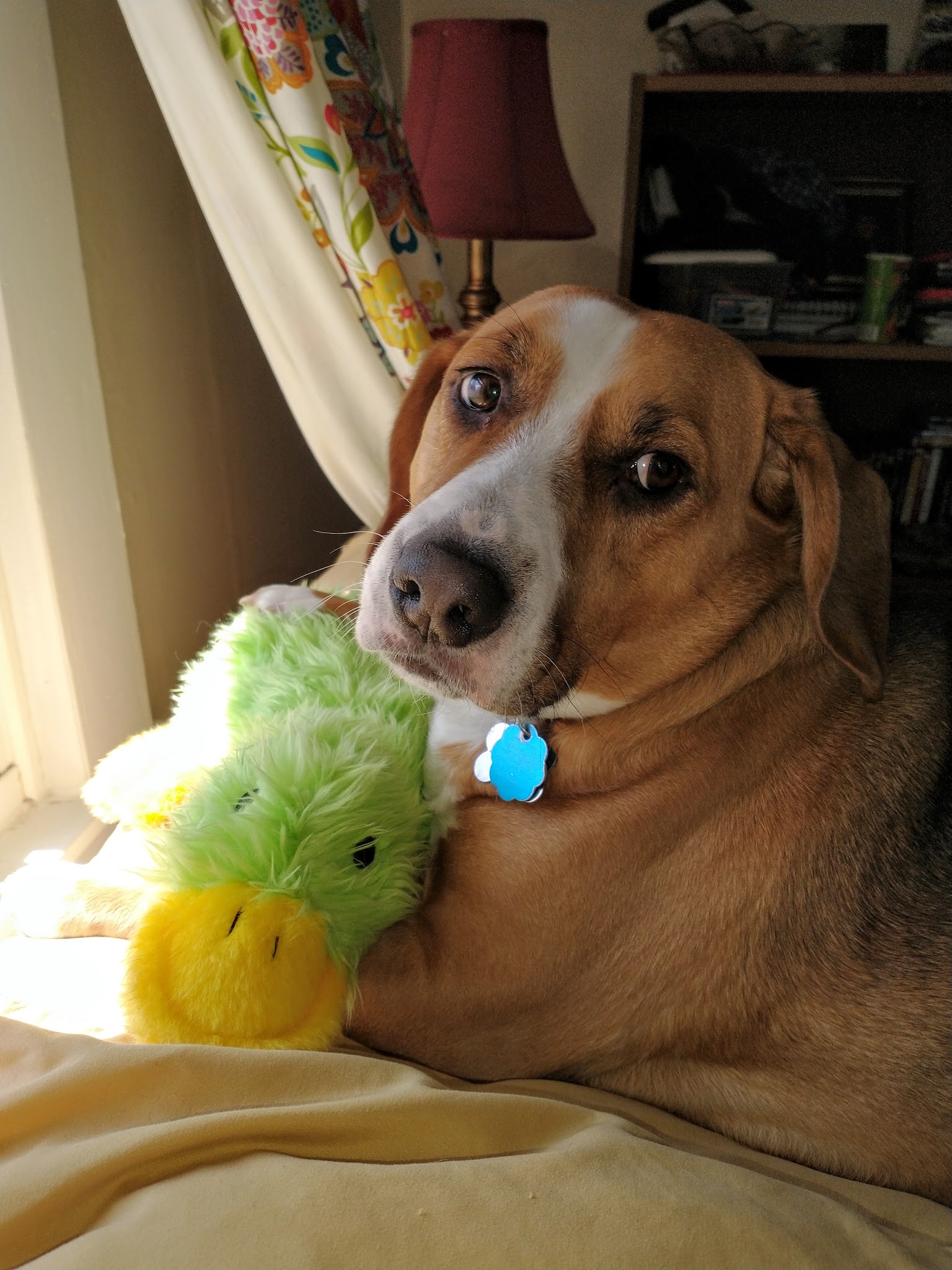 Mt Carmel Animal Hotel & Spa - Mt Carmel, IL