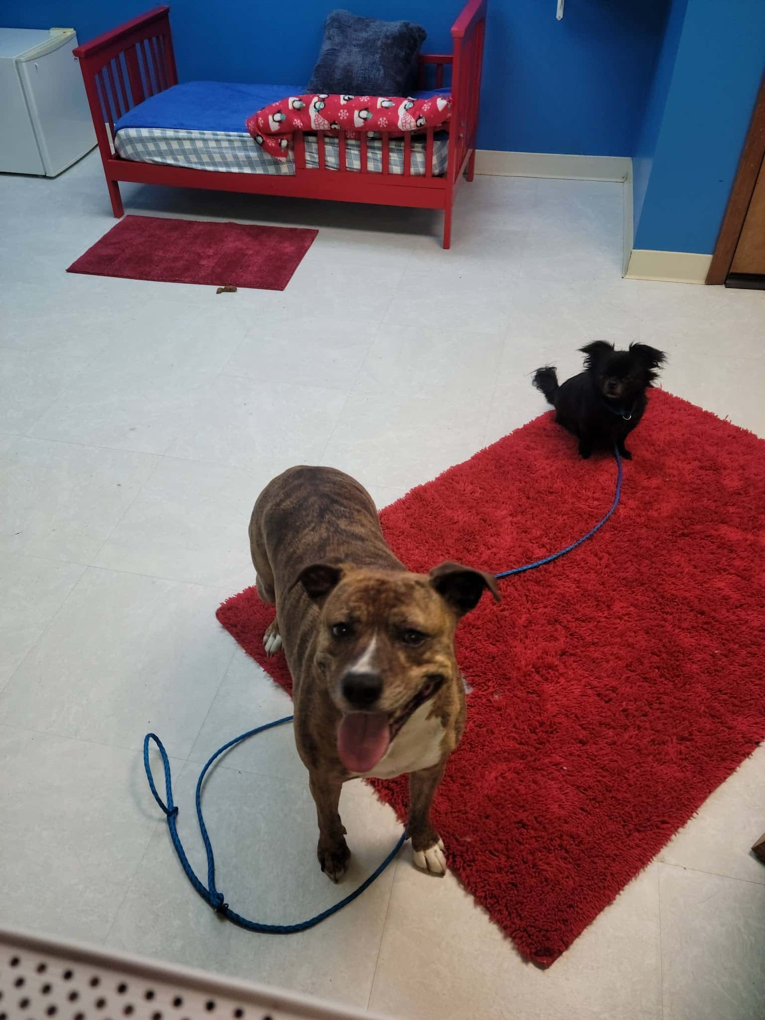 Mt Carmel Animal Hotel & Spa - Mt Carmel, IL