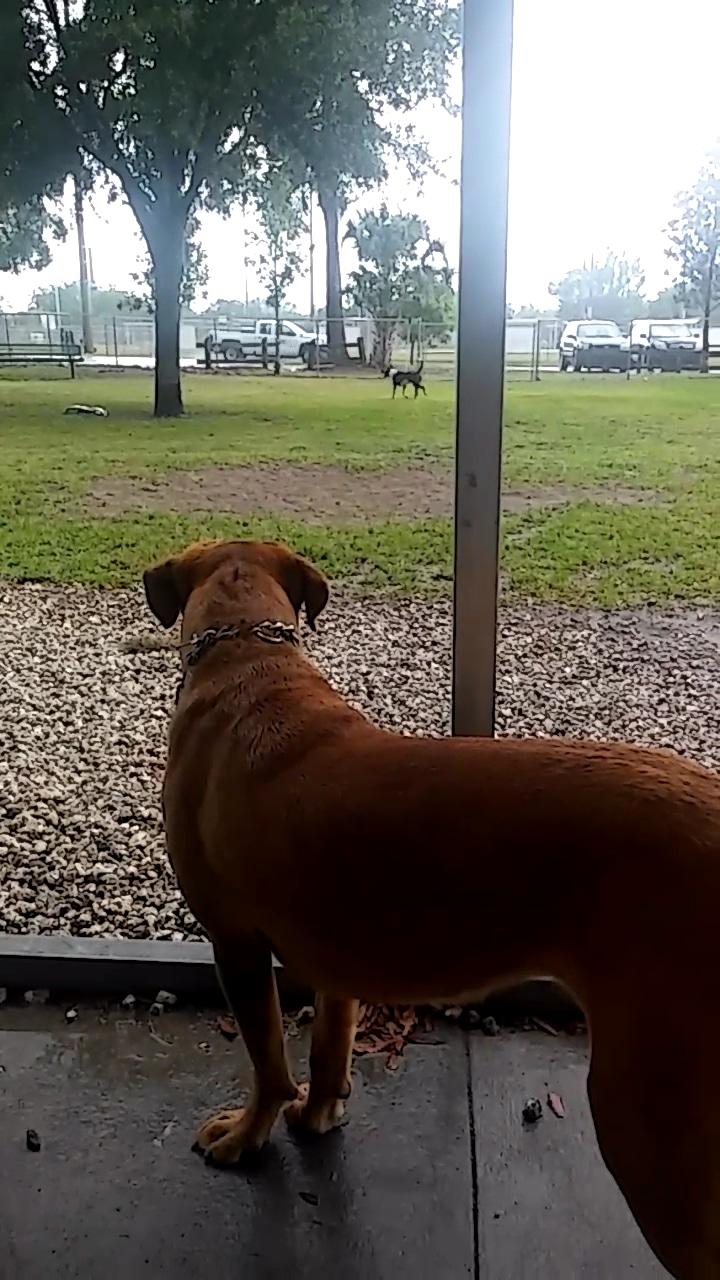 Mt Dora Dog Park - Mt Dora, FL