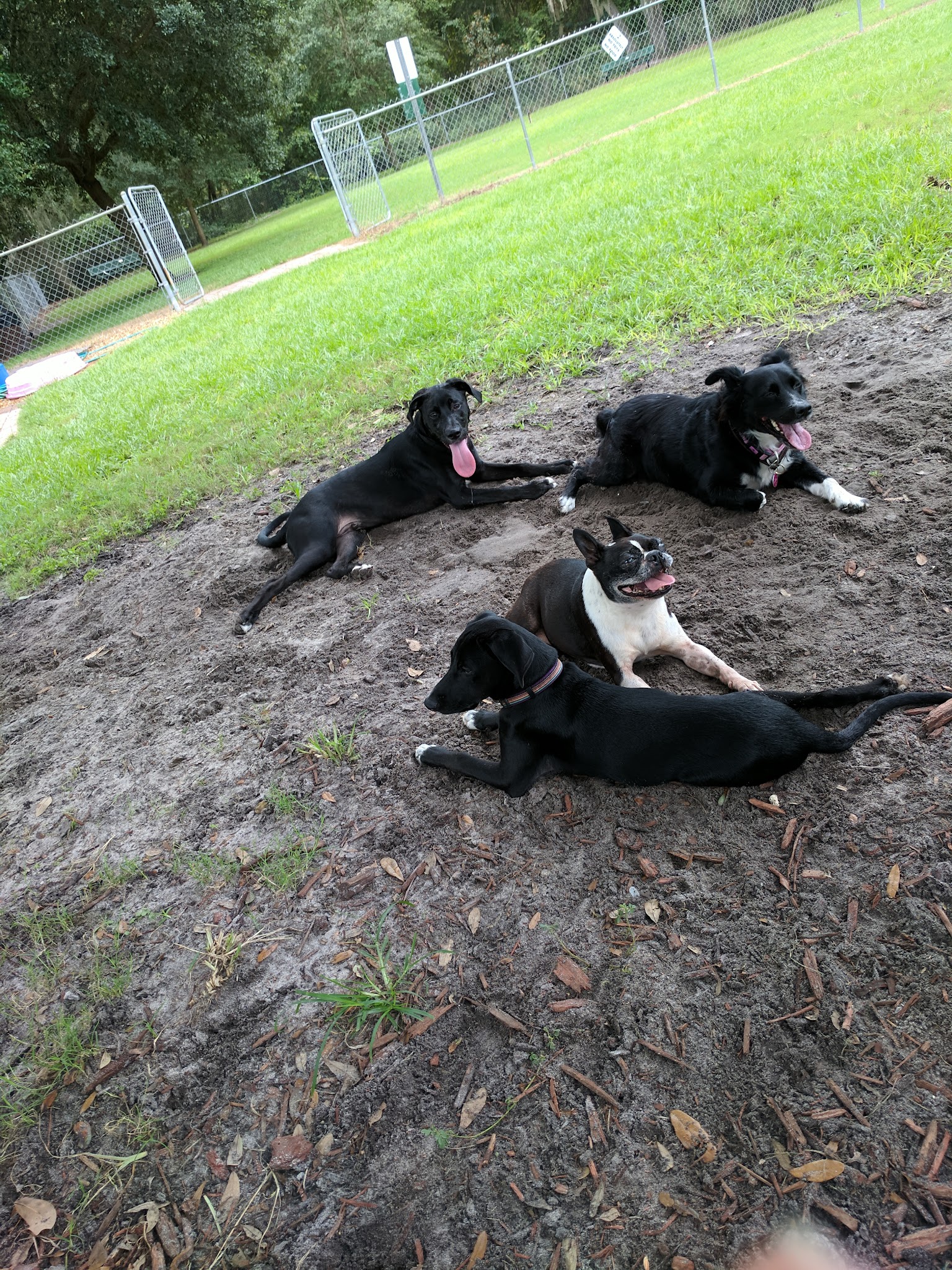 Mt Dora Dog Park - Mt Dora, FL