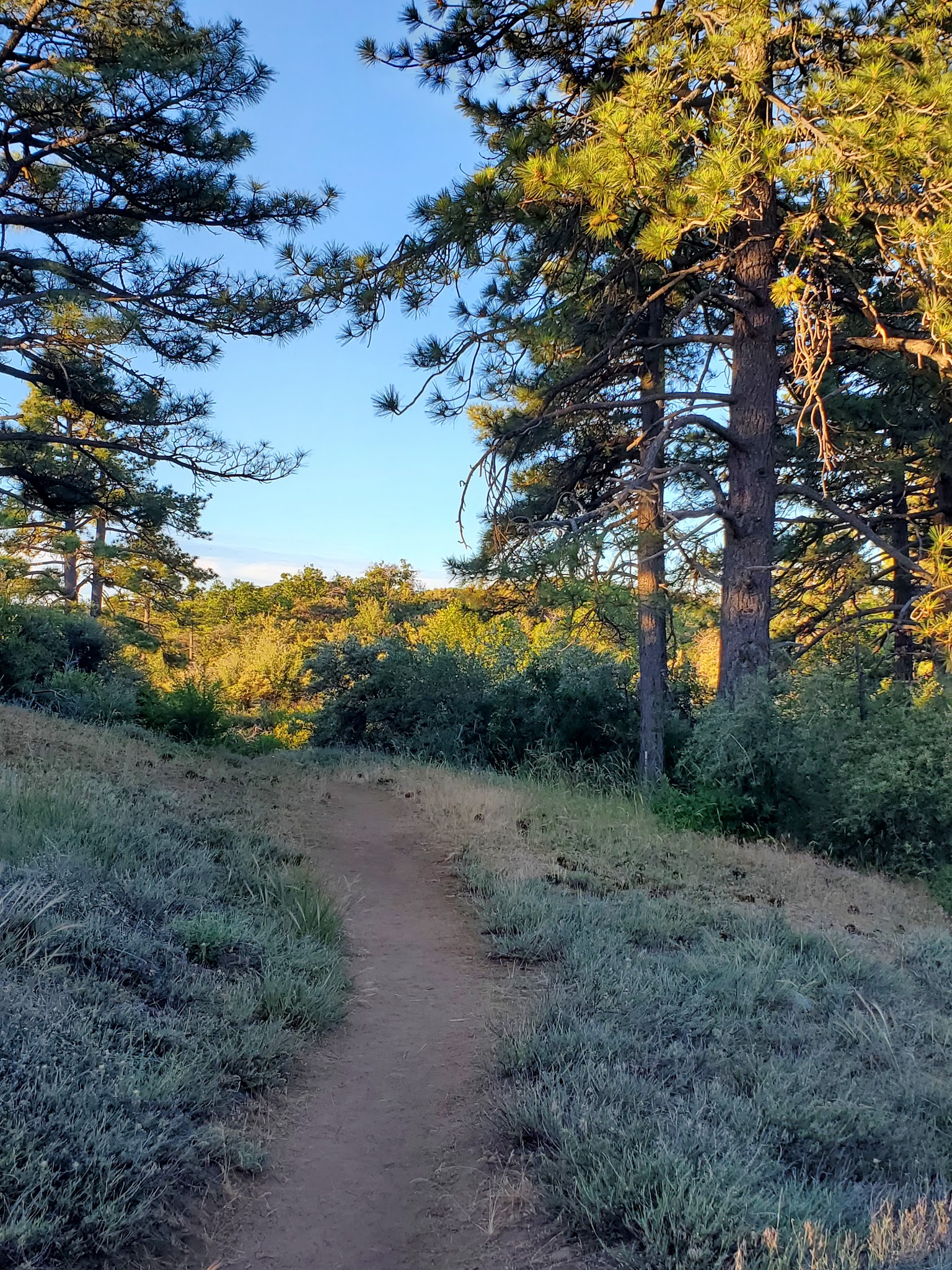 Desert View Trail - Mt Laguna, CA